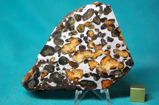 Sericho Pallasite meteorite 124.  4 grams 2