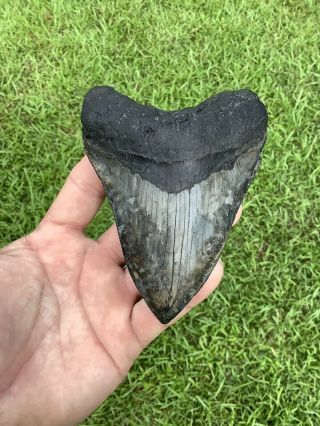 Colorful Serrated 4.  75” Megalodon Shark Tooth 100 natural - NO restoration. 2