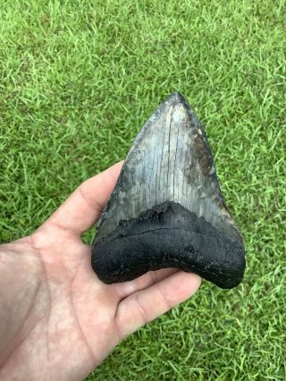 Colorful Serrated 4.  75” Megalodon Shark Tooth 100 natural - NO restoration. 3