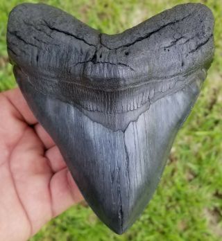 Rippled Wide Serrated 5.  53 " Giant Megalodon Tooth.  Width Is 4.  70 " No Restoration