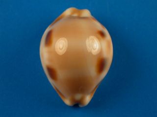 Cypraea tessellata,  Spots,  F,  30.  9mm,  Hawaii Shell 3