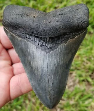 Extremely Serrated 4.  22 " Megalodon Tooth.  Absolutely No Restoration