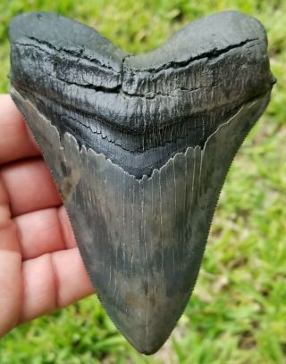 Colored,  Heavily Serrated 5.  15 " Megalodon Tooth.  No Restoration