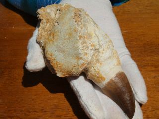 Massive Mosasaur Dinosaur Tooth Fossil With Full Root Matrix 5.  92 " Inches