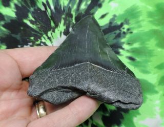 Megalodon Sharks Tooth 3 9/16  inch NO RESTORATIONS fossil sharks teeth tooth 2