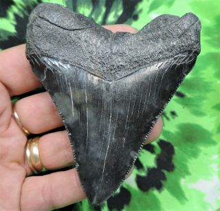 Megalodon Sharks Tooth 3 9/16  inch NO RESTORATIONS fossil sharks teeth tooth 3