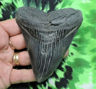 Megalodon Sharks Tooth 3 15/16  Inch No Restorations Fossil Sharks Teeth Tooth