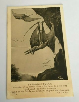 Pterodactylus Dinosaur Postcard,  British Museum Natural History Neave Parker
