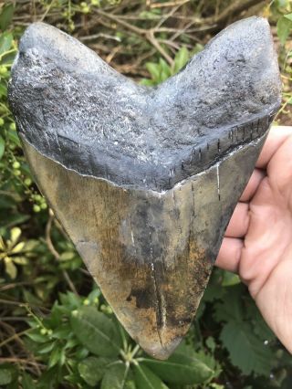 Huge Heavy 6.  16 " Megalodon Tooth Fossil Shark Teeth Over 1 Pound