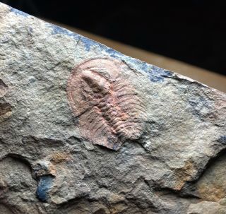 Montezumaspis Trilobite Rare Holmiid Lower Cambrian Nevada