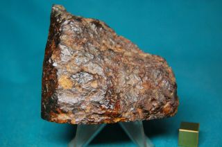 Sericho Pallasite meteorite 193.  6 grams 3