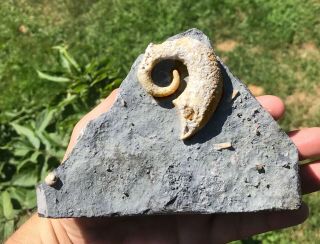 Rare Oncocerid Nautiloid Heteromorph Ammonite - Like Ordovician Ny