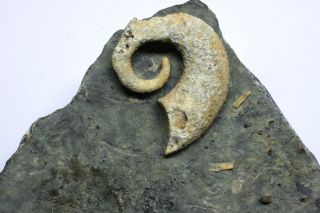 Rare Oncocerid Nautiloid Heteromorph Ammonite - like Ordovician NY 2