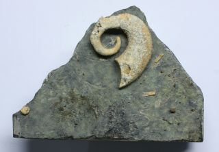 Rare Oncocerid Nautiloid Heteromorph Ammonite - like Ordovician NY 3