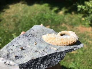 Rare Oncocerid Nautiloid Heteromorph Ammonite - like Ordovician NY 4
