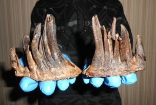 Two Tooth Baby Of A Woolly Mammoth Fossil！with Great Roots Preserved！！