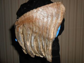 Fossil Woolly Mammoth Tooth！with Great Roots Preserved！！