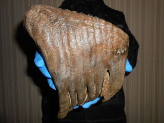 Fossil Woolly Mammoth TOOTH！with great ROOTS preserved！！ 2