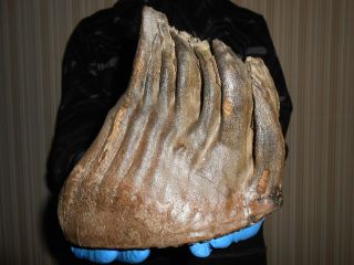 Fossil Woolly Mammoth TOOTH！with great ROOTS preserved！！ 3