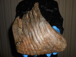 Fossil Woolly Mammoth TOOTH！with great ROOTS preserved！！ 4