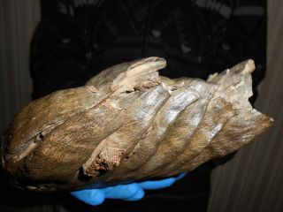 Fossil Woolly Mammoth TOOTH！with great ROOTS preserved！！ 5