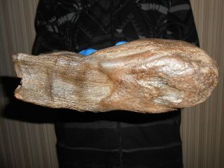Fossil Woolly Mammoth TOOTH！with great ROOTS preserved！！ 6