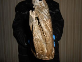Fossil Woolly Mammoth TOOTH！with great ROOTS preserved！！ 7