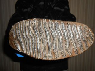 Fossil Woolly Mammoth TOOTH！with great ROOTS preserved！！ 8