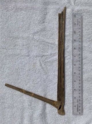 Very Rare Pteranodon Wing Bones Niobrara Kansas 2
