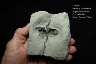 Ordovician Crinoid Exquisite Detail And Life - Like Posture In Shale