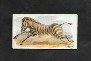 Allen & Ginter 1890 Scarce (wild Animal) Card  Zebra - Quadrupeds