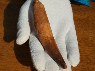 Huge Spinosaurus Dinosaur Tooth Fossil 112 Million Years Old 4.  75 " Inches