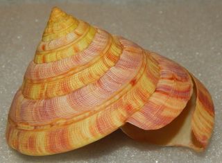 Seashell Entemnotrochus Rumphii 100.  9x87.  3mm W/o Still Rare