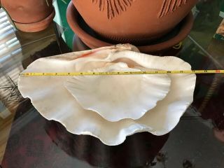 Two Vintage Large Giant Natural Clam Shells Tridacna Gigas Seashell Rare