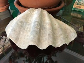 TWO VINTAGE LARGE GIANT NATURAL CLAM SHELLS TRIDACNA GIGAS SEASHELL RARE 5