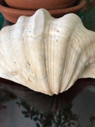TWO VINTAGE LARGE GIANT NATURAL CLAM SHELLS TRIDACNA GIGAS SEASHELL RARE 6