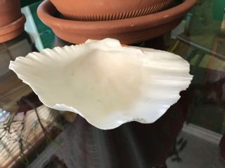 TWO VINTAGE LARGE GIANT NATURAL CLAM SHELLS TRIDACNA GIGAS SEASHELL RARE 7