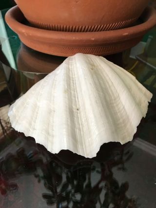 TWO VINTAGE LARGE GIANT NATURAL CLAM SHELLS TRIDACNA GIGAS SEASHELL RARE 8