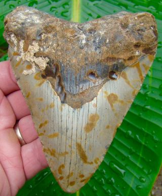Megalodon Shark Tooth Almost 5 In.  Huge Size - Real Fossil - No Restorations