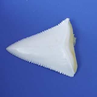 1.  614 inch Modern Great White Shark Tooth Megalodon Sharks Movie Fan BT80 4