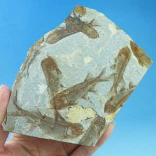 Late Jurassic Crowd Lycoptera Fish Fossil - Fs0867
