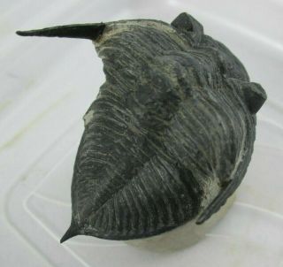 Fossil Spiny Devonian Trilobite Zlichovaspis / Odontochile rugosa Morocco 5