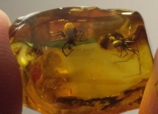 Very Rare 2 Huge Spiders Insects Fossil Inclusion In Baltic Amber 2.  3 G.