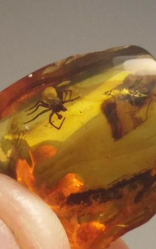 VERY RARE 2 HUGE SPIDERS INSECTS Fossil Inclusion in BALTIC AMBER 2.  3 g. 2