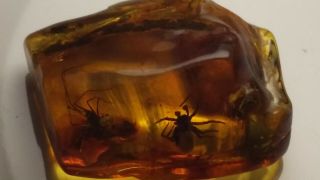 VERY RARE 2 HUGE SPIDERS INSECTS Fossil Inclusion in BALTIC AMBER 2.  3 g. 3