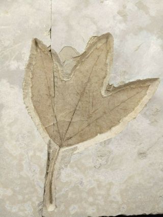 Leaf Fossil Acer Lesquereuxi Green River Formation Bonanza Utah