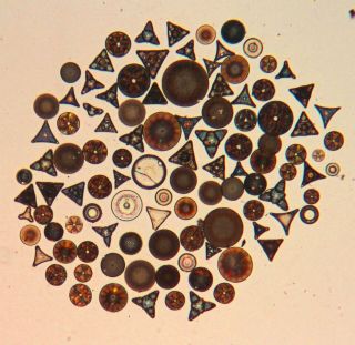 Antique Microscope Slide.  " Group Of Diatoms From Inza,  Russia ".