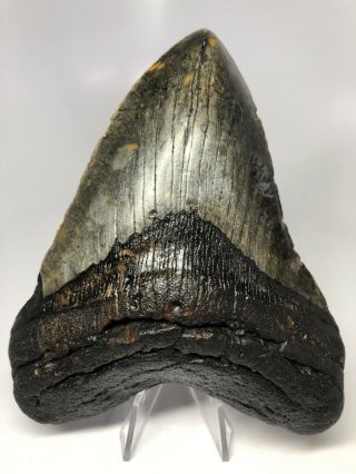 Megalodon Shark Tooth 5.  71” Huge - Natural Fossil - No Restoration 4125