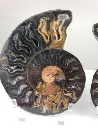 4 3/4 " Ammonite Fossil Pair Collector Mineral From Madagascar Rare Black A709