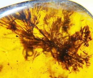 Very Rare Strange Plant In Burmese Amber Insect Fossil Burmite Myanmar